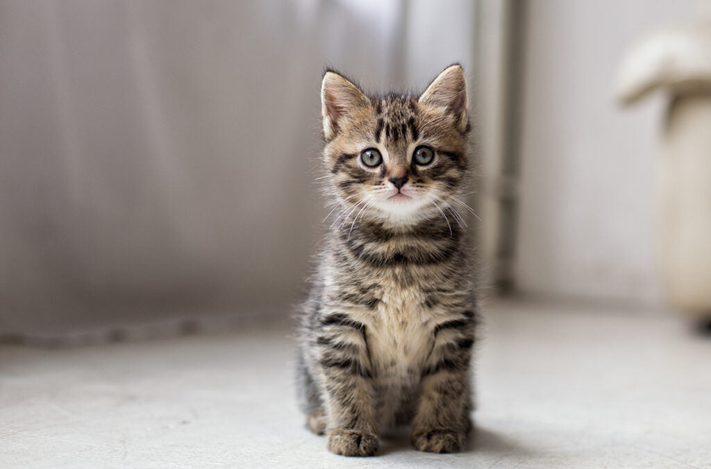 Cats