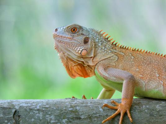 Reptiles
